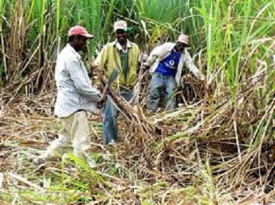 BELIZE-BSI announces December 28 as the start of the 2023-24 sugar crop