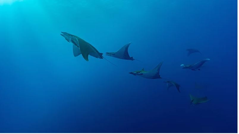 GEF family of funds set for ambitious investments in nature