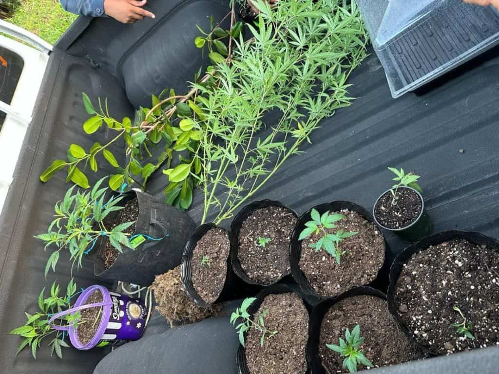 Couple held for marijuana plantation in Moruga