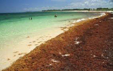Grenada to host international conference on sargassum